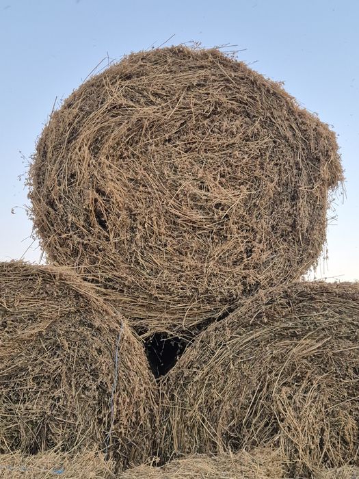 Baloti de lucernă de vânzare