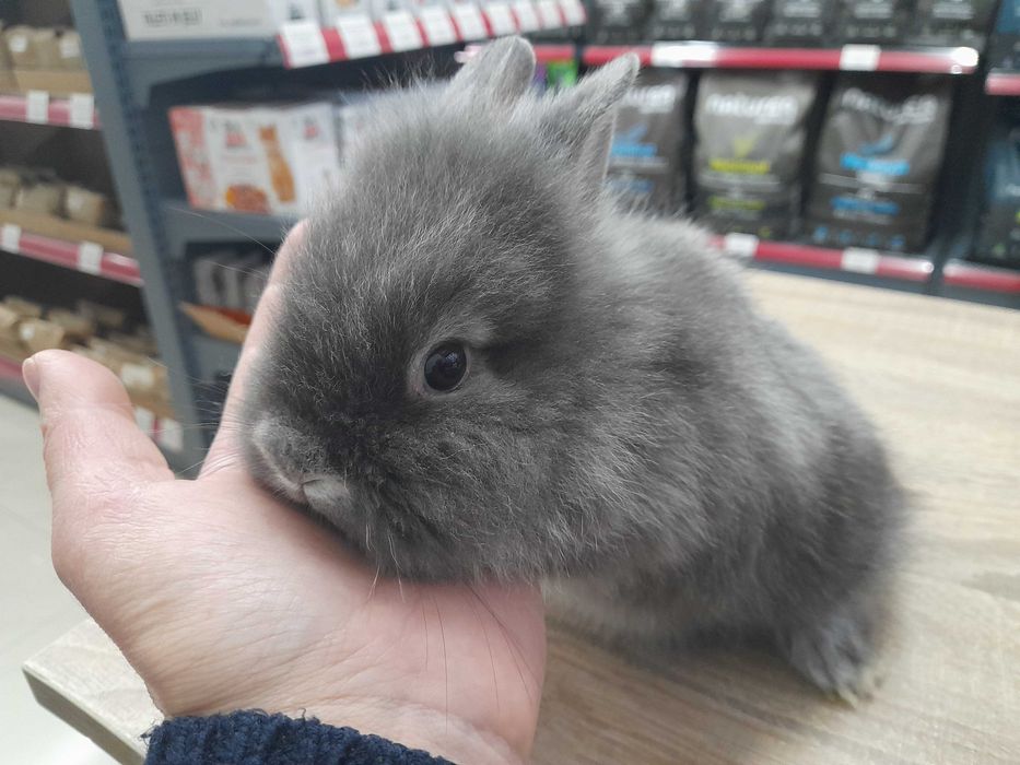 Декоративно мини зайче Холандско джудже