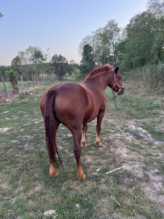 Iapa de vanzare tanara 4/5 ani