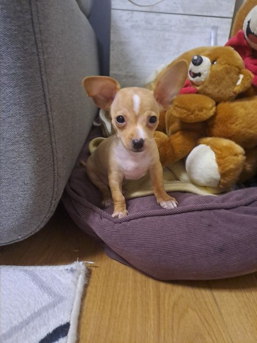 МИНИ Пинчерчета.