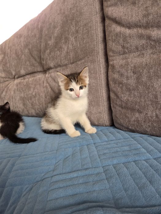 Отдам котят в добрые руки. 4 котёнка.