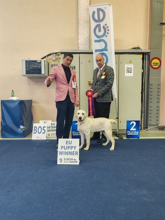 Labrador Retriever mascul galben