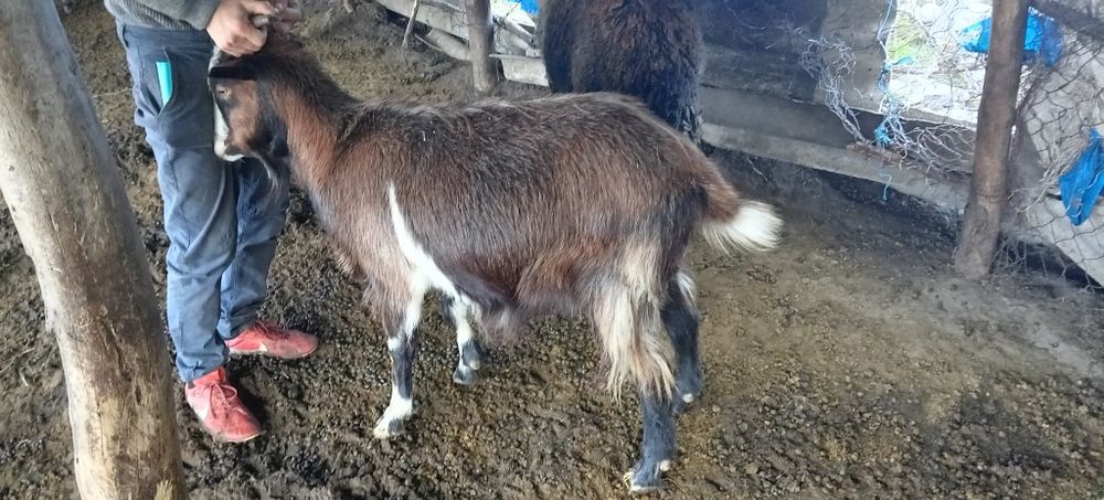 De vanzare capre tinere gestante