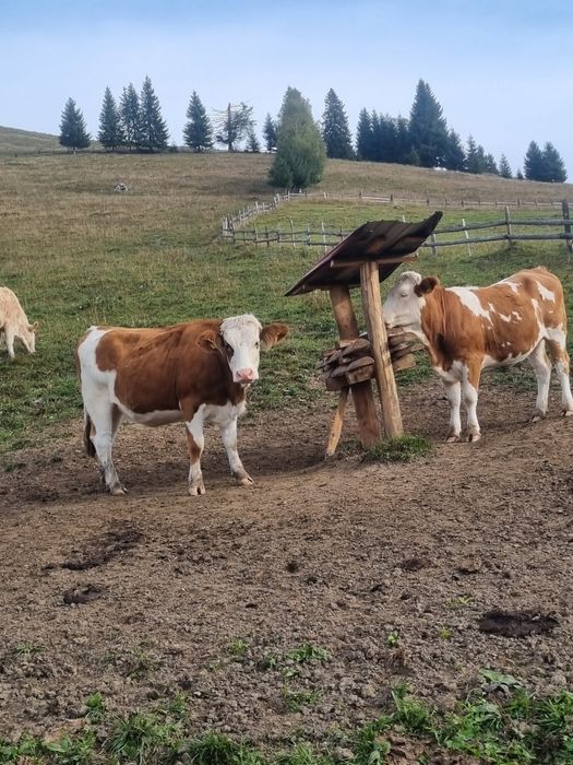 Vand junici gestante. Baltata Romaneasca