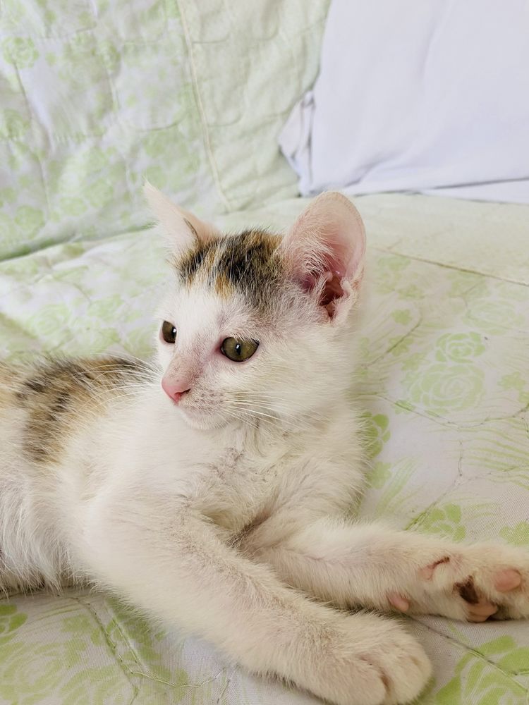 Котенок 2 мес, девочка