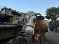 Vaca buna de lapte