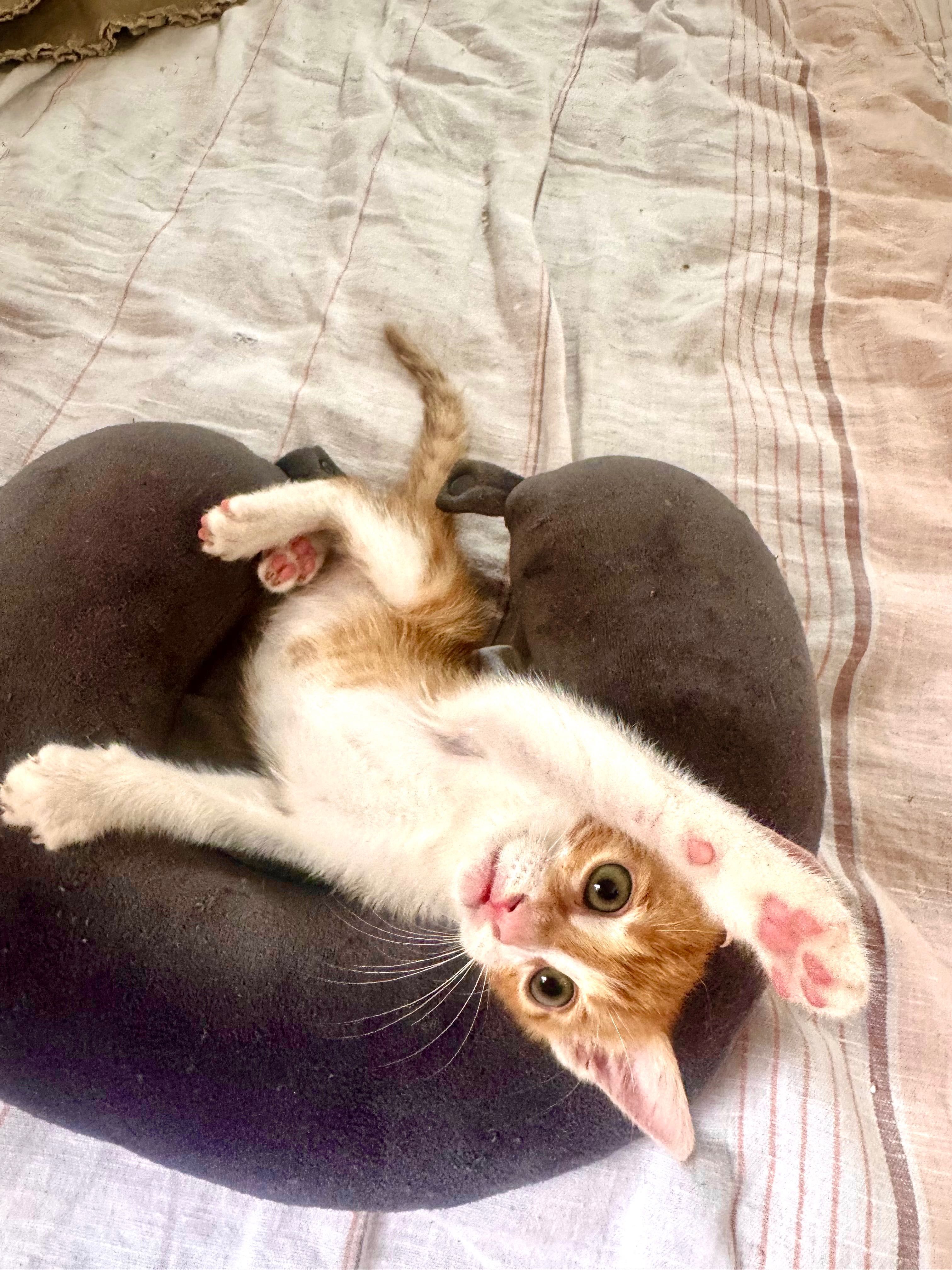 Подарявам коте / котенце