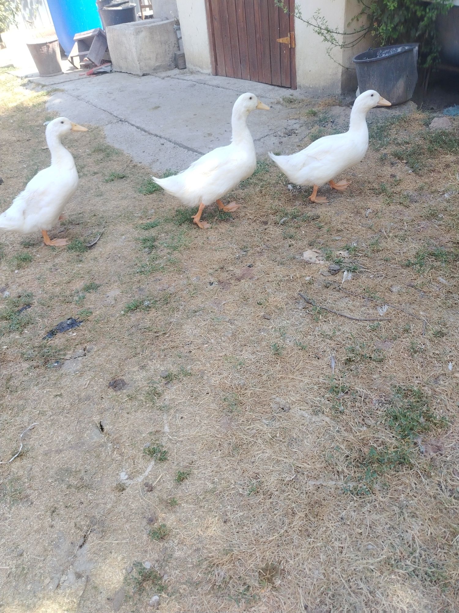 Vând boboci de rață Pekin