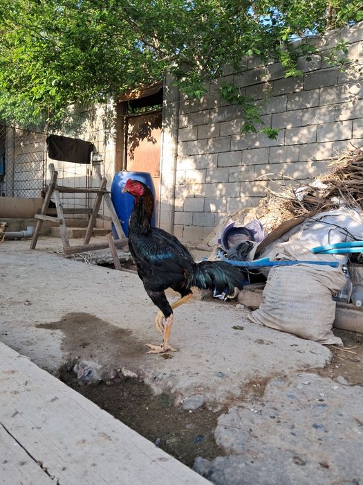 Parrandalar sotiladi