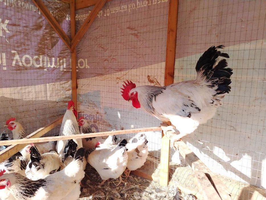 Адлерский серебристый товуклар тухуми