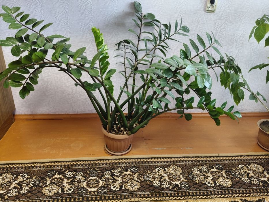 Цветы офисные не дорого