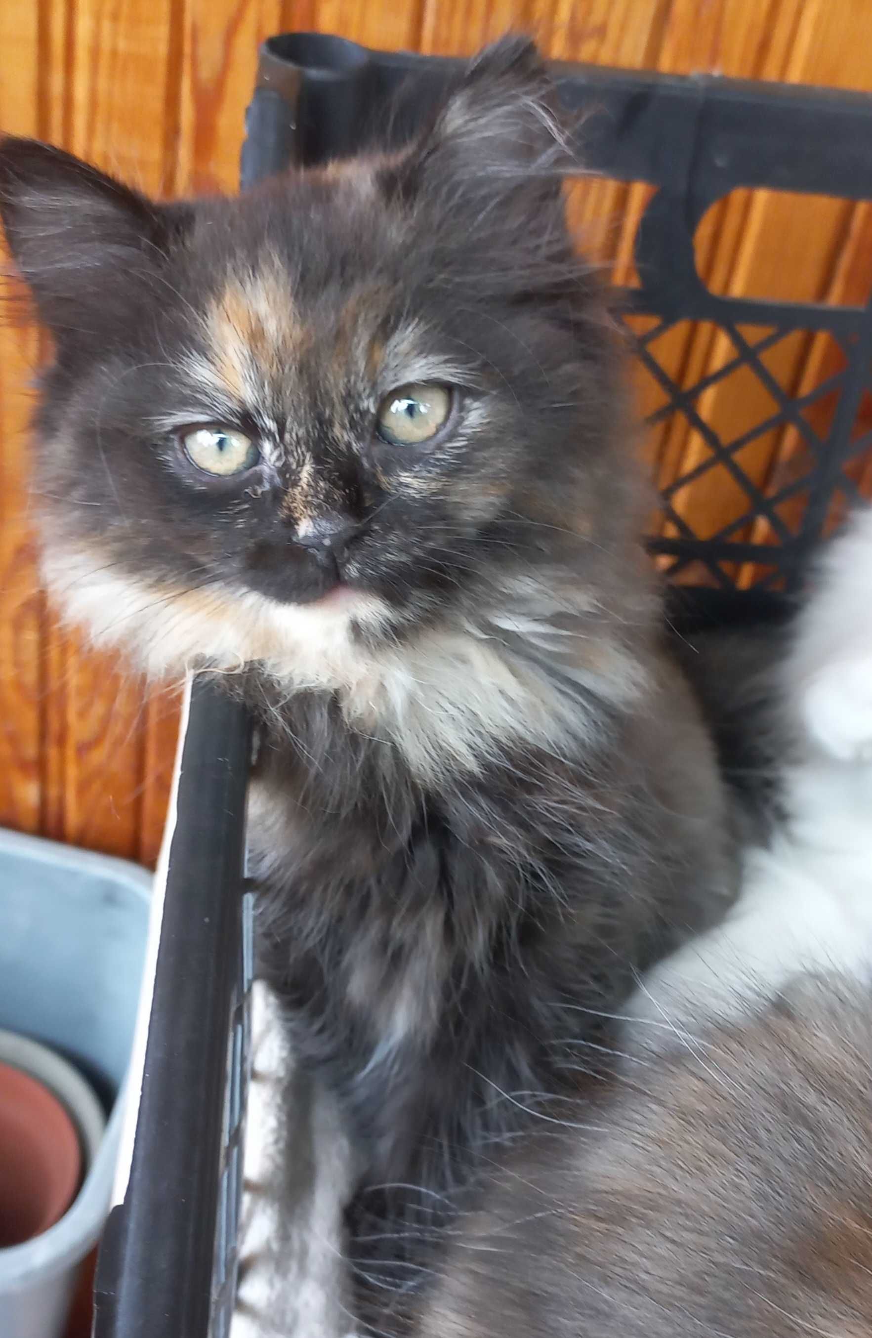 Котенца на 3 месеца полуперсийски