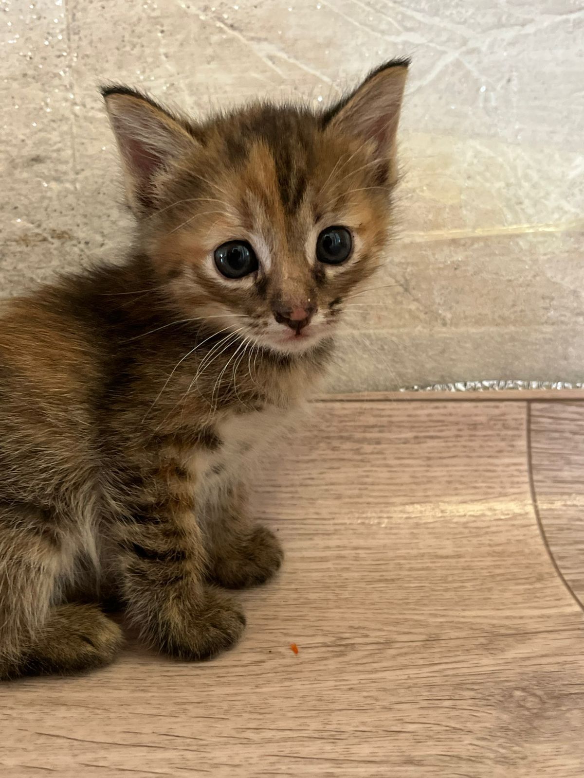 Ищут дом ласковые котята!