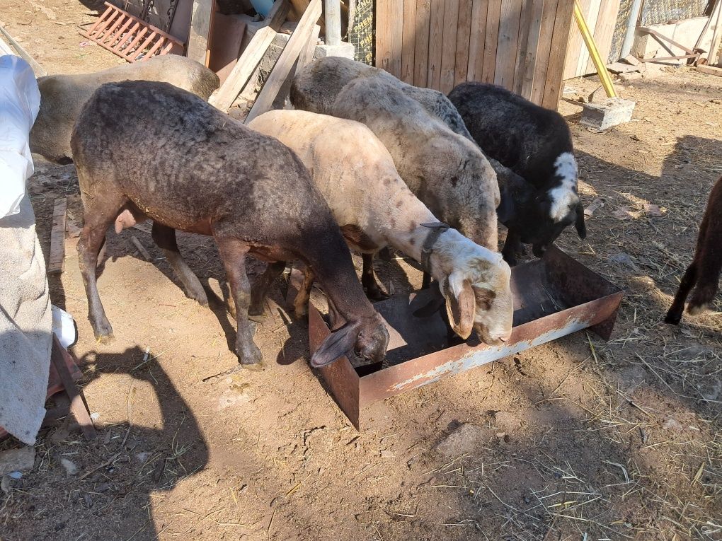 Продавам 6 бр. Черноглави Овце и 1 бр.Коч