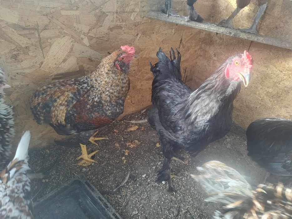 Vand cocosi diferite rase (Brahma, Araucana, Australorp, Marans)