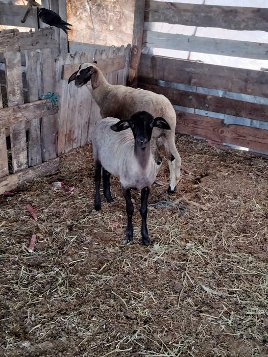 De vânzare o nuatină carabasa sau schimb