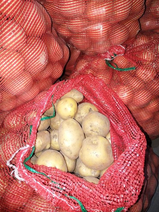 Продам домашнюю картошку, элитный сорт Адретта.