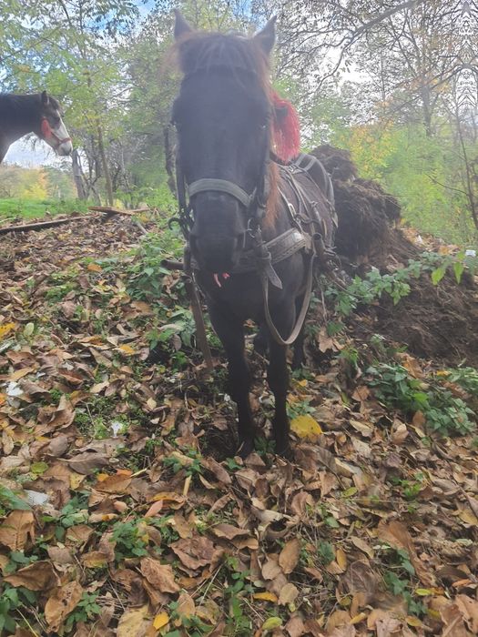 De vânzare cal castrat  și mânză