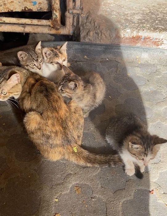 Котята в добрые руки