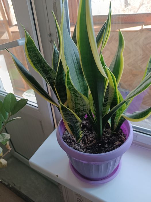 Продам сансевьерию очищает воздух от вредных веществ  такие как бензол