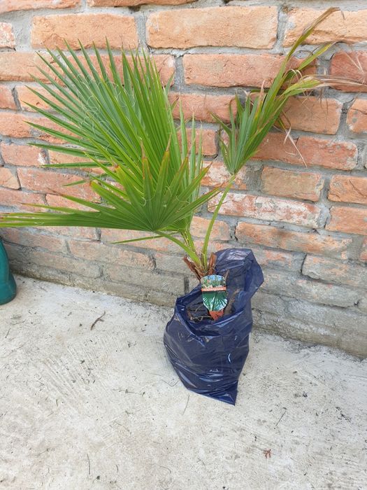 Palmier Washingtonia