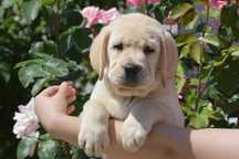 Pui Labrador Retriever galben cu Pedigree, parinti campioni