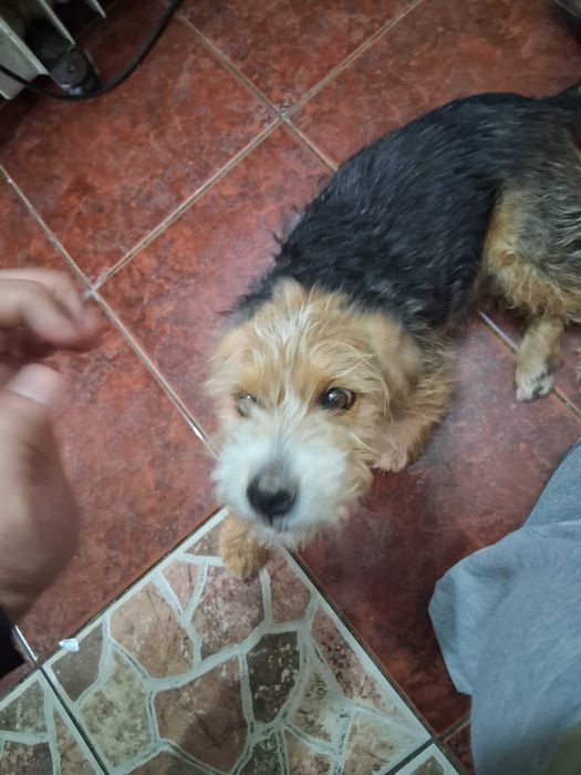 Vând Copoi Cu Păr Aspru