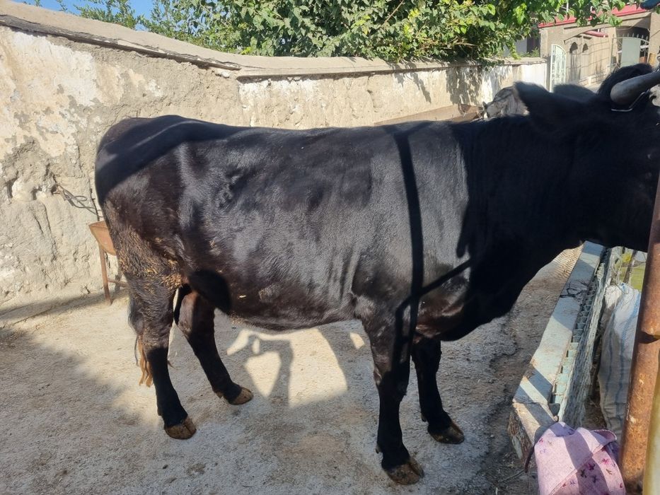 Gibrid bugʻoz gʻunojin sotiladi!!!