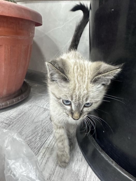 Siyamskiy tozasi 2oyli sotilad