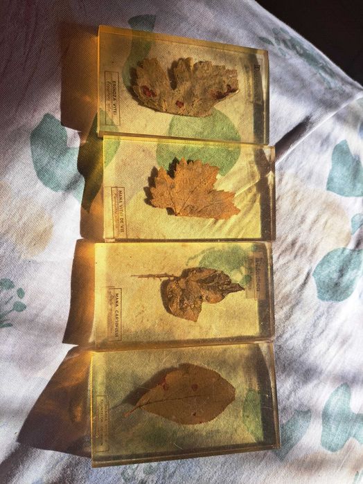 Set vechi preparate botanice didactice – frunze în rășină anii ‘70-‘80