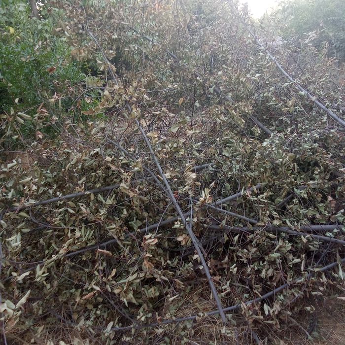 Oʻtin yiriklari ham bor bepul