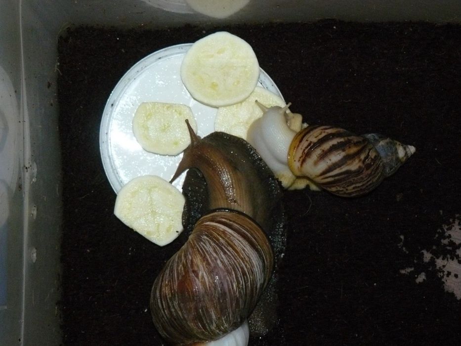 Продам две улитки Ахатины