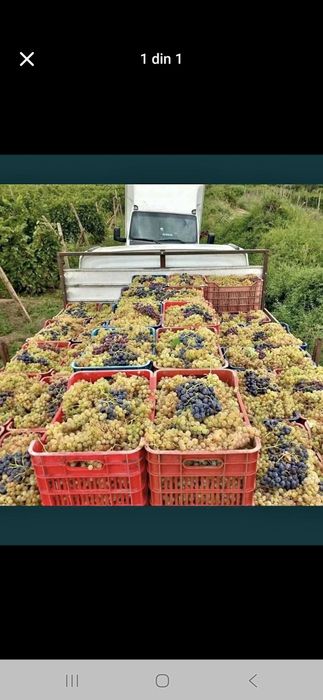 Producător vănd struguri de vin alb și negru