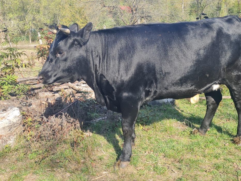 Vand vitica gestanta in 6 luni.