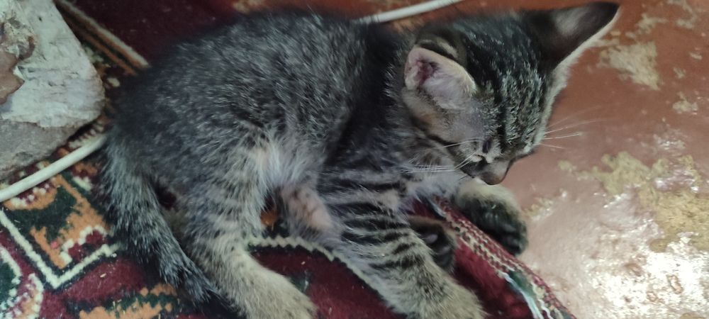 Котята 2 месячные
