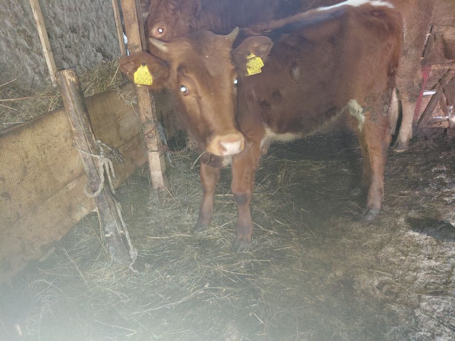 Vând vitica baltata pe rosu