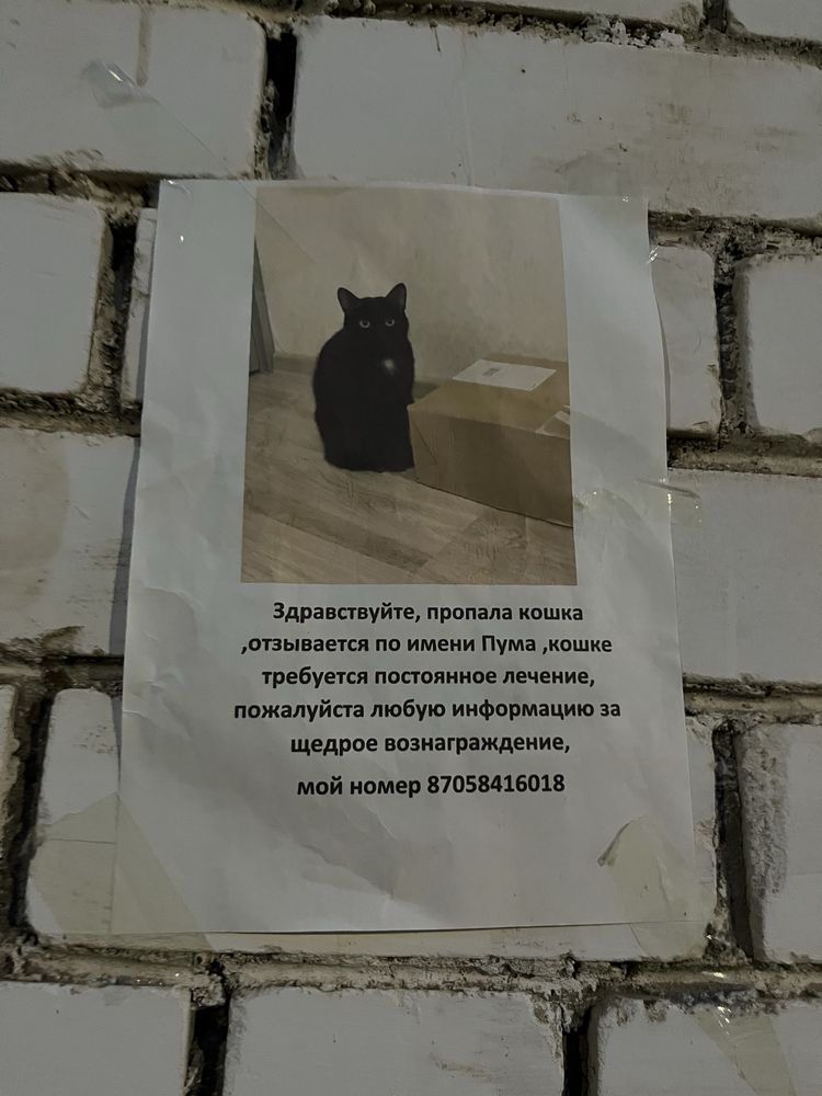 пропала кошка!