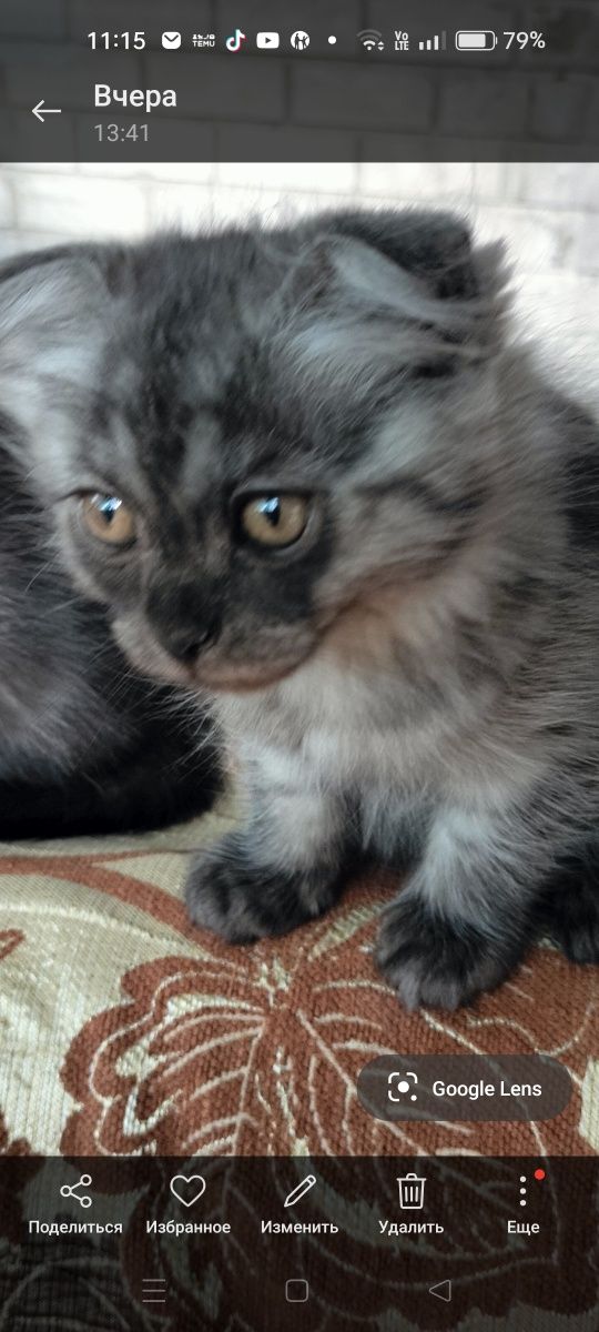 Продам красивых шотландских котят