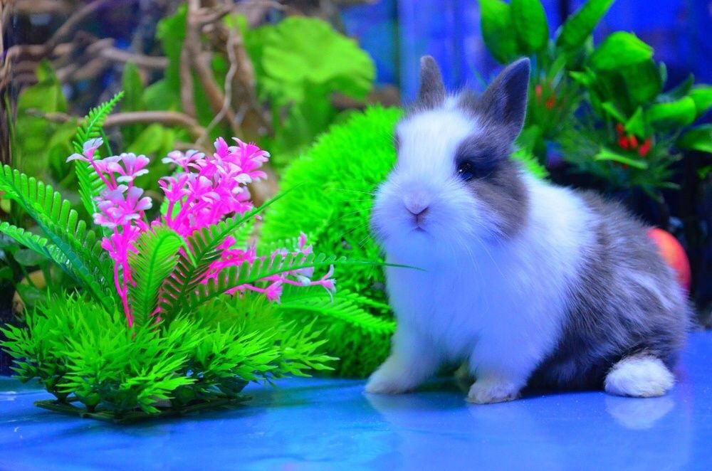 Кролики карликовые в зоомагазине «Живой Уголок» в Таугуле