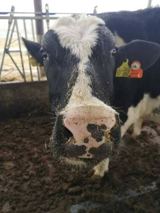 Ferma Reproductie vinde JUNINCI HOLSTEIN gestante