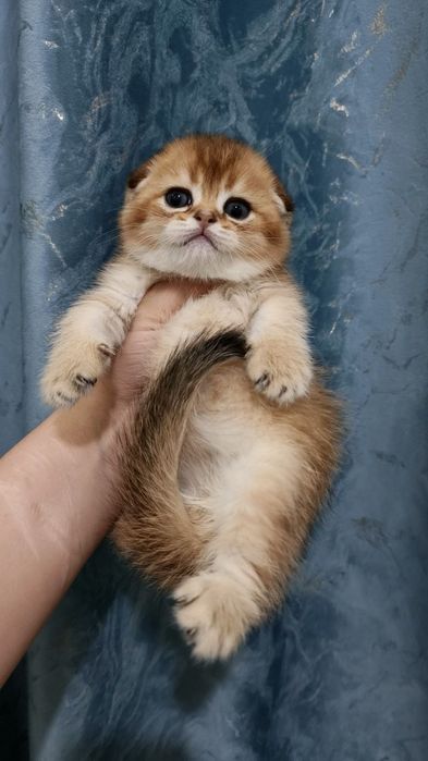 Продаётся элитный котёнок скоттиш-фолд
