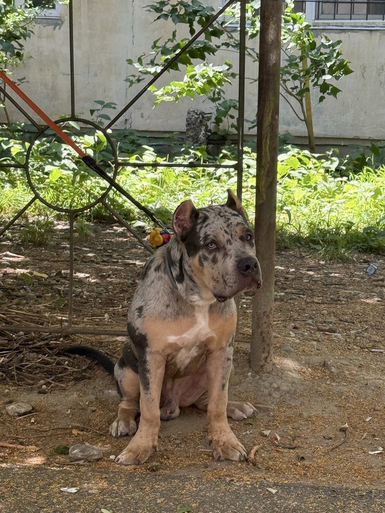 American Bully Blue Merle 7 luni mascul