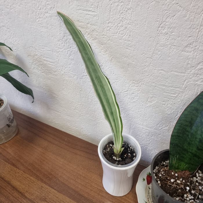 Сансеверии разных сортов