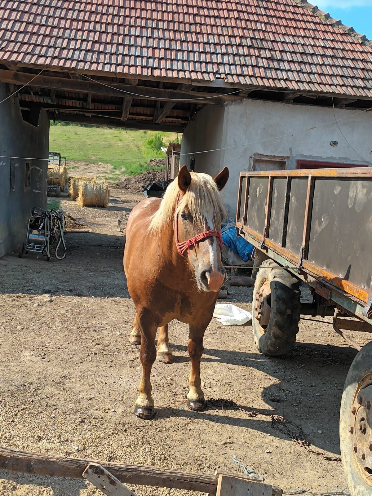 Vând iapă de 4 ani