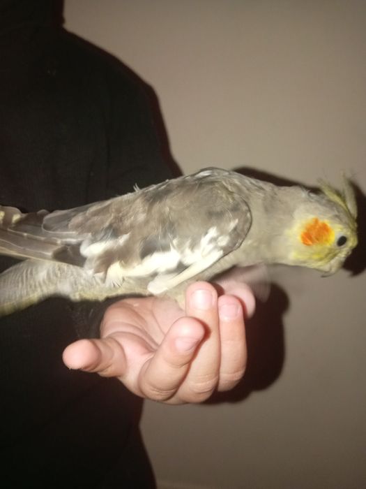 To'ti qushla sotiladi qolga organgan