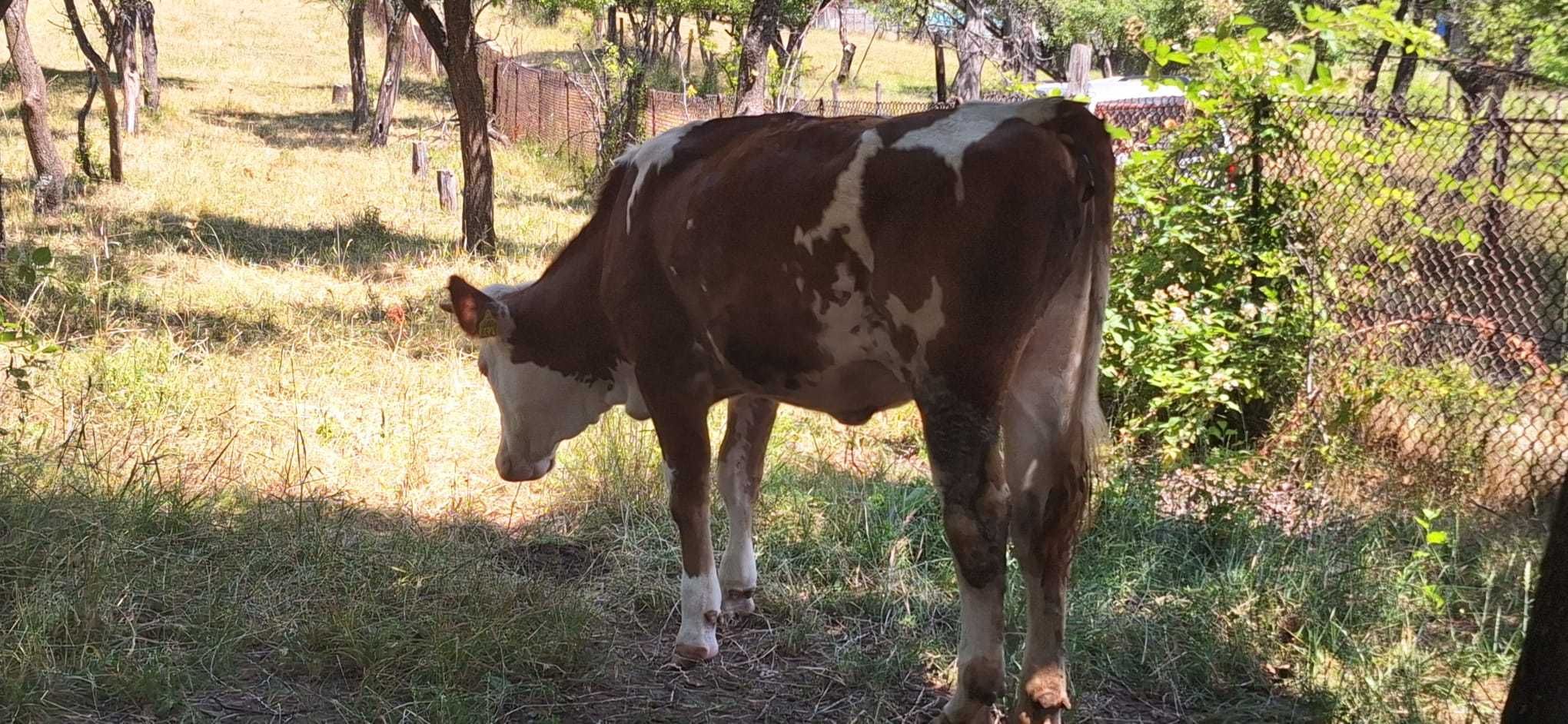 Vițea bălțată românească
