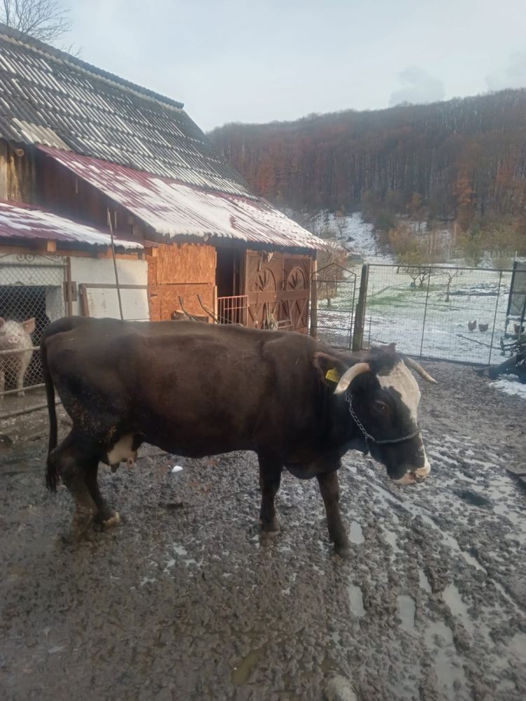 Vand vaca rasa bruna de maramures