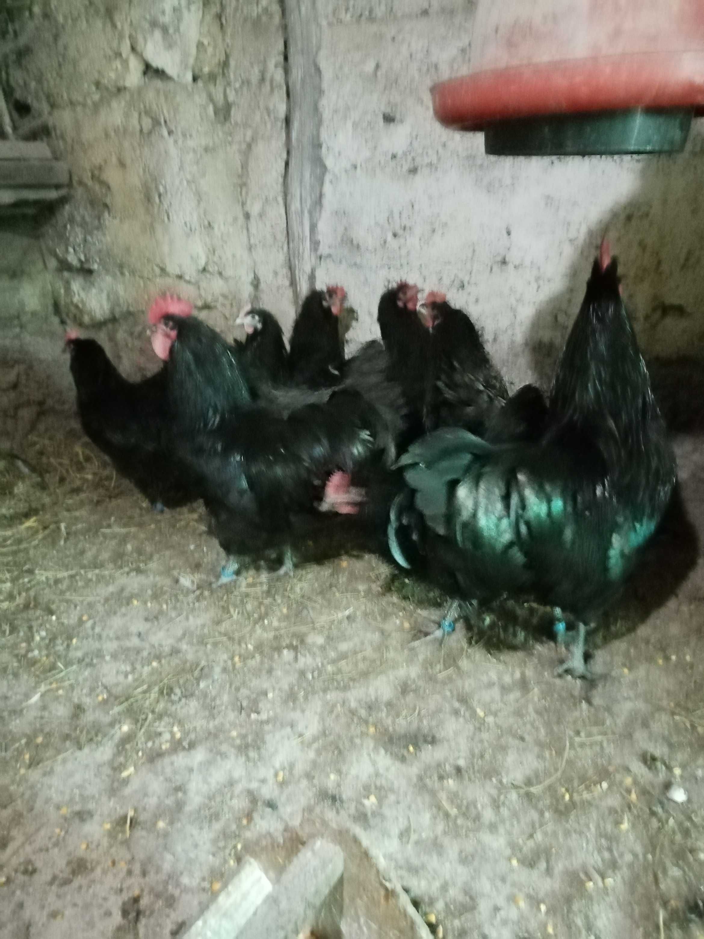 Ofertă ouă pentru incubat