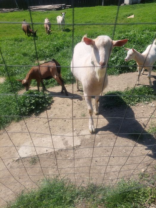 Țap saasen de prăsilă