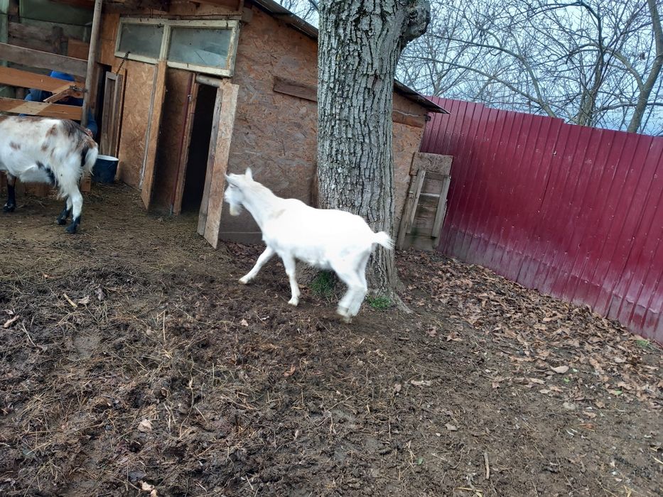 Țap sannen de vânzare